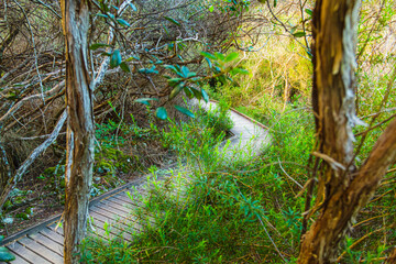 Holzplattenweg im Regenwald