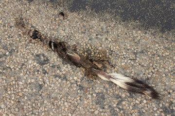 animal muerto en carretera
