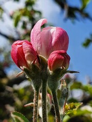 Rosa Blütenknospen am Apfelbaum