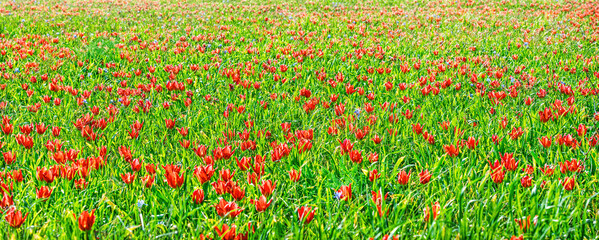 Red tulips wild flowers field in spring, colorful natural background