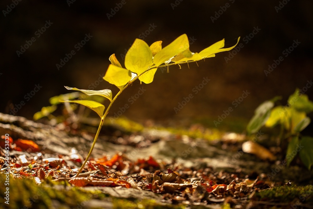 Sticker Small trees with leaves in forest, the concept of birth life and plant growth.