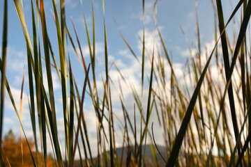 Macro photo grass. Field wheat on sky background.