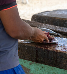 Fisherman gutting a jack fish on a stone surface at the Playa Grandi / Playa Piscado on the Caribbean island Curacao