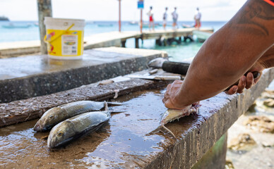 
Fisherman preparing fresh Jack fish on a stone surface for selling it to the locals at Playa Grandi (Playa Piscado) on the Caribbean island Curacao
