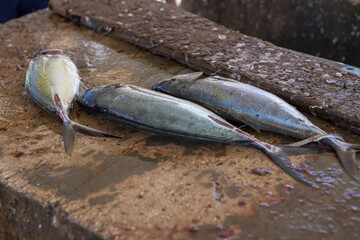 Fresh Jack fish on a gutting table made of stone at Playa Grandi (Playa Piscado) on the Caribbean...
