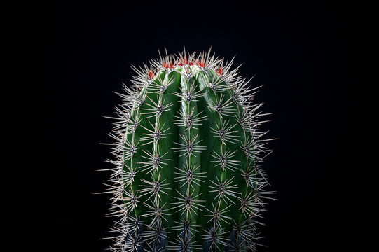 close-up pricky cactus on black background