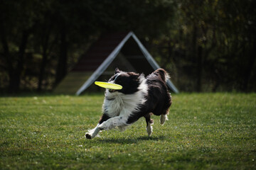 Dog frisbee. Competitions of dexterous dogs. Border Collie black and white running fast on the green grass catches a flying saucer with teeth.