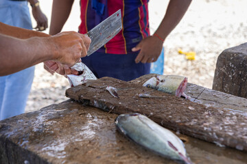 
Fisherman preparing fresh Jack fish on a stone surface for selling it to the locals at Playa Grandi (Playa Piscado) on the Caribbean island Curacao