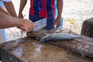 
Fisherman preparing fresh Jack fish on a stone surface for selling it to the locals at Playa Grandi (Playa Piscado) on the Caribbean island Curacao