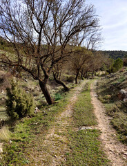 Forest in Sierra Nevada in springtime