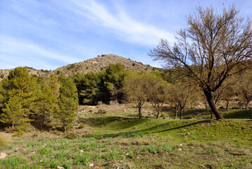 Forest in Sierra Nevada in springtime