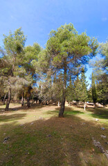 Forest in Sierra Nevada in springtime
