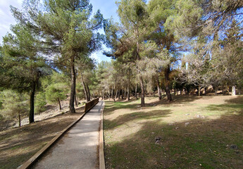 Forest in Sierra Nevada in springtime