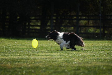 Naklejka na ściany i meble Dog frisbee. Competitions of dexterous dogs. Border Collie black and white is running fast on green grass and trying to catch up flying saucer. Pet wants to grab disk with its teeth.