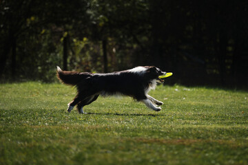 Dog frisbee. Competitions of dexterous dogs. Border Collie black and white running fast on the...