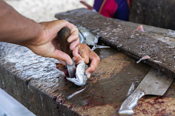 Fisherman gutting a jack fish on a stone surface at the Playa Grandi / Playa Piscado on the Caribbean island Curacao