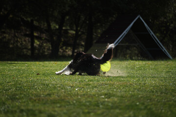 Dog frisbee. Competitions of dexterous dogs. Border Collie black and white is running fast on green...