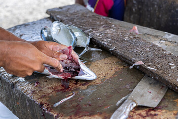 Fisherman gutting a jack fish on a stone surface at the Playa Grandi / Playa Piscado on the...