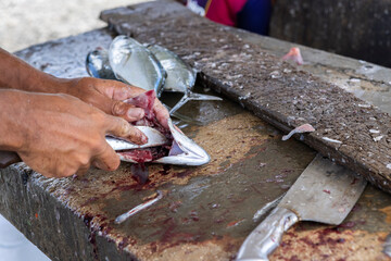 Fisherman gutting a jack fish on a stone surface at the Playa Grandi / Playa Piscado on the...