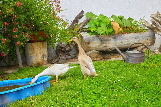 Kleines Entenparadies auf einem Bauernhof in Bayern, Deutschland.