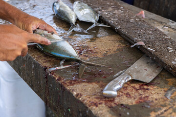 Fisherman preparing fresh Jack fish on a stone surface for selling it to the locals at Playa Grandi...