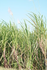 Obraz premium sugar cane