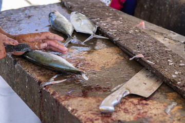 Fisherman preparing fresh Jack fish on a stone surface for selling it to the locals at Playa Grandi...