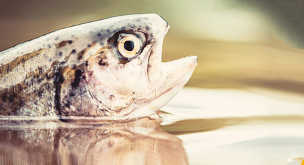 Fishing. Rainbow trout fish jumping. The rainbow trout in the lake. Trouts in the green water of a mountain lake. Rainbow trouts close-up in water