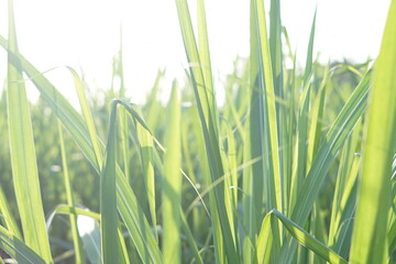 Obraz premium green grass background