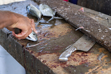 Fisherman gutting a jack fish on a stone surface at the Playa Grandi / Playa Piscado on the...