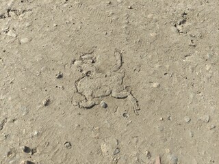 Dead crushed dried frog or toad on the road in the dust