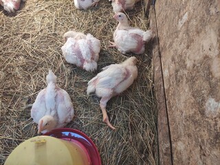 Little broiler chickens in a paddock on the farm