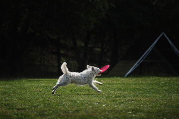 Competitions of dexterous dogs of all breeds. Dog frisbee. Wire-haired Jack Russell Terrier is having fun playing on field with flying saucer.