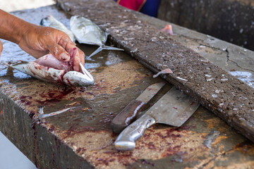 Fisherman gutting a jack fish on a stone surface at the Playa Grandi / Playa Piscado on the...