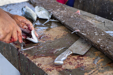 Fisherman gutting a jack fish on a stone surface at the Playa Grandi / Playa Piscado on the...