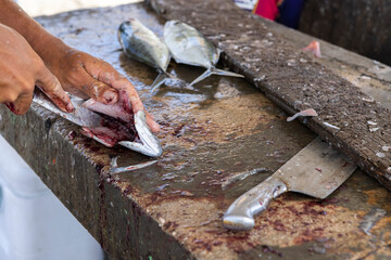 Fisherman gutting a jack fish on a stone surface at the Playa Grandi / Playa Piscado on the...