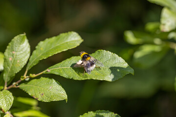 A bee on a green leaf lit by sunlight. Close-up macro view.