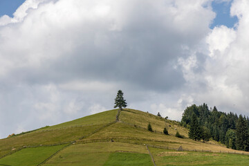 Obraz premium Green mountain meadows in the high Carpathians
