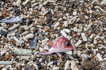 Red fish head laying as fish offal of the fishermen on the corals of Playa Grandi (Playa Piscado) on the Caribbean island Curacao