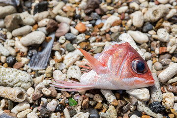 Red fish head laying as fish offal of the fishermen on the corals of Playa Grandi (Playa Piscado) on the Caribbean island Curacao
