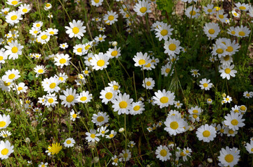 Wild white daisy in the green meadow background