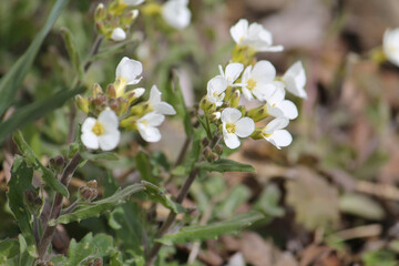 Obraz na płótnie Canvas Flowering Caucasian rockcress (Arabis caucasica) plants with white flowers in garden. April, Belarus