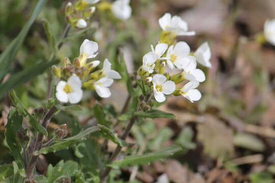 Flowering Caucasian rockcress (Arabis caucasica) plants with white flowers in garden. April, Belarus