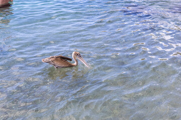 Pelican hunting in the shallow water at Playa Grandi (Playa Piscado) on the Caribbean island Curacao