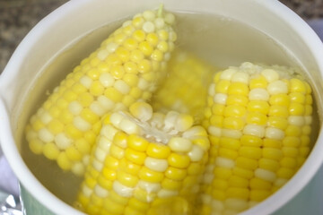 Close up of healthy corn on the cob (sweet corn) boiling in a pot of hot water