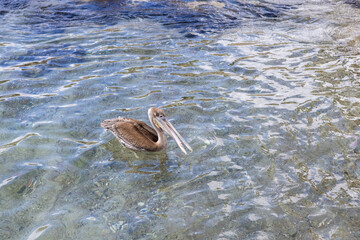 Pelican hunting in the shallow water at Playa Grandi (Playa Piscado) on the Caribbean island Curacao