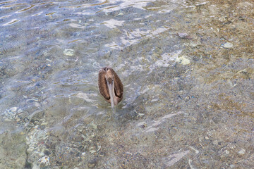 Pelican hunting in the shallow water at Playa Grandi (Playa Piscado) on the Caribbean island Curacao