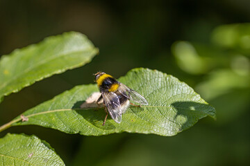 A bee on a green leaf lit by sunlight. Close-up macro view.