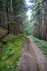 Mountain dirt road in the Ukrainian Carpathians on a summer day.