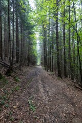 Mountain forest in the Ukrainian Carpathians.